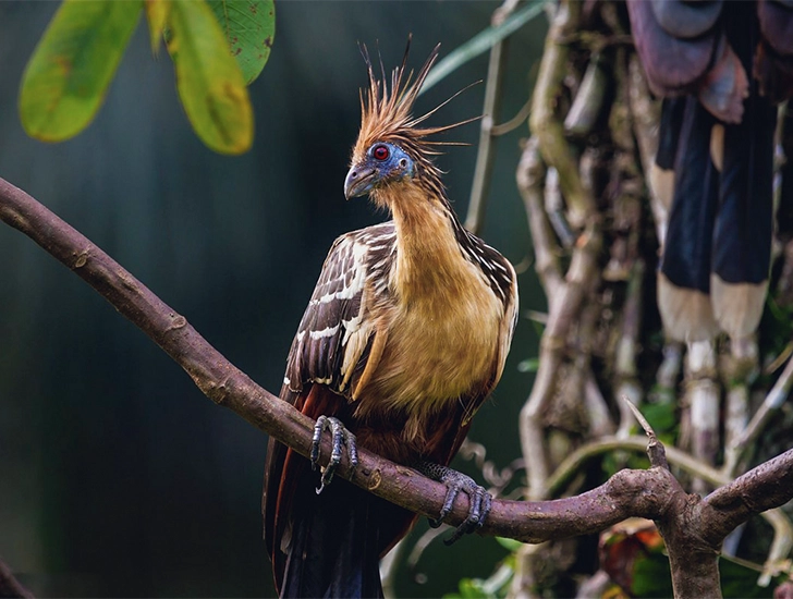 hoatzin-bird-manu-park-birdwatching-tour-3-days-2-nights