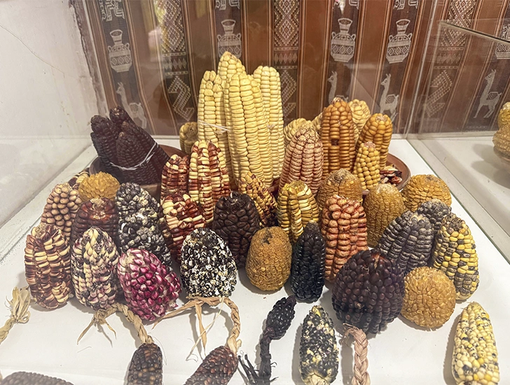 inca-corn-sacred-valley-cusco-peru