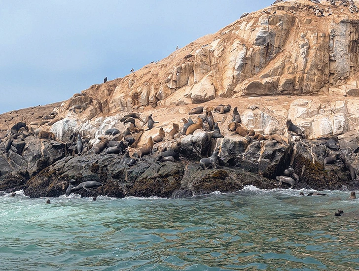 islas-ballestas-paracas-ica-tour