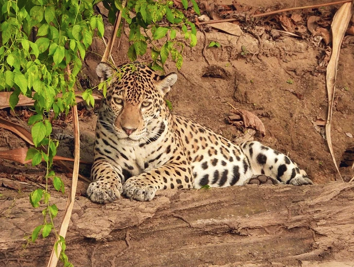 jaguar-manu-national-park-wildlife-tour-3-days-2-nights