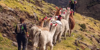 lares-valley-trek-peru