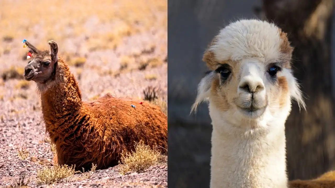 llama alpaca Andean camelids Peru