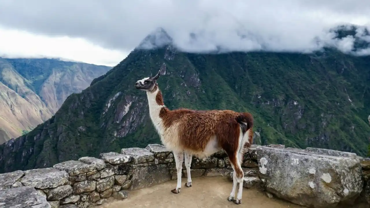 Llama in the Sanctuary of Machu Picchu.