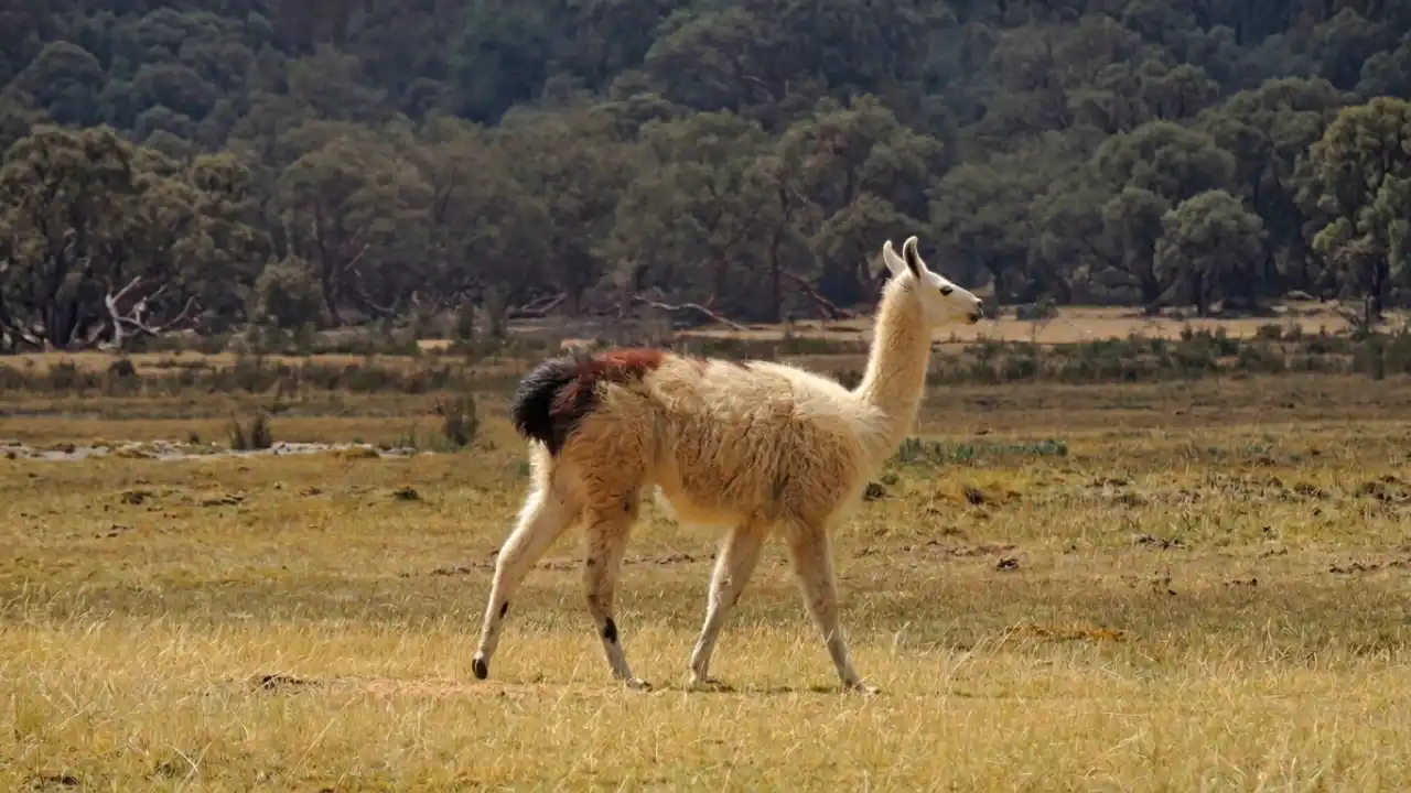 llama hairless highlands peruvian