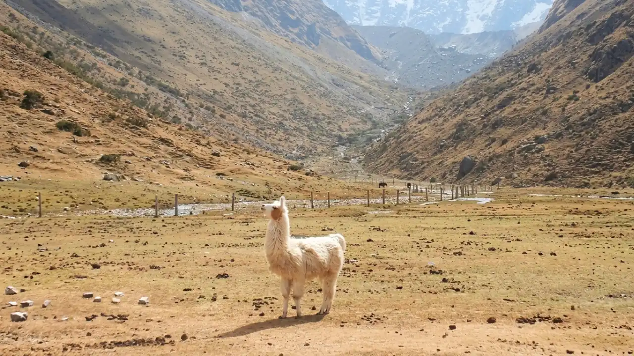 South American camelid llama Peru