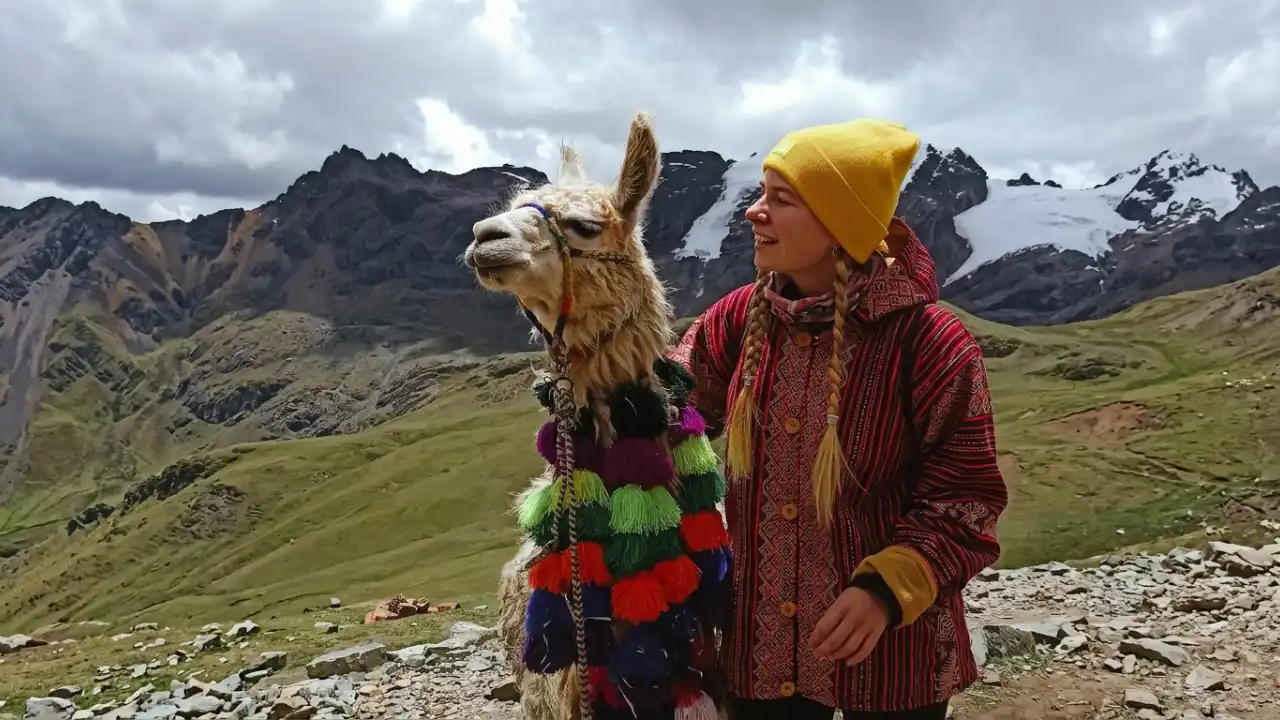 llama Peruvian Andes South America