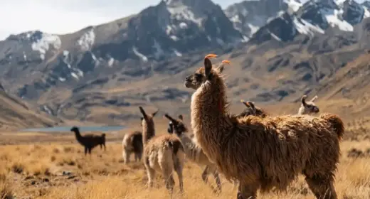 Llamas in Peru and The Andes