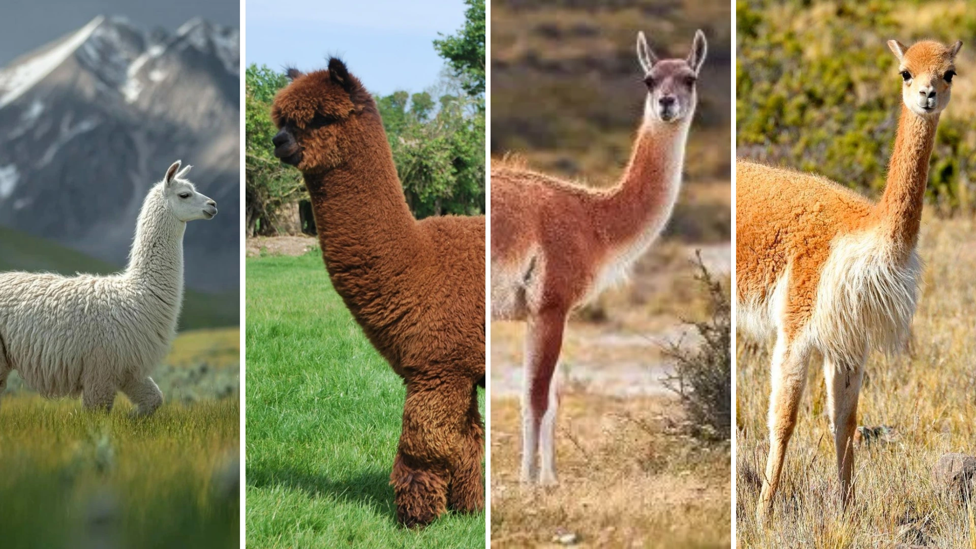 llama,alpaca, guanaco, vicuña