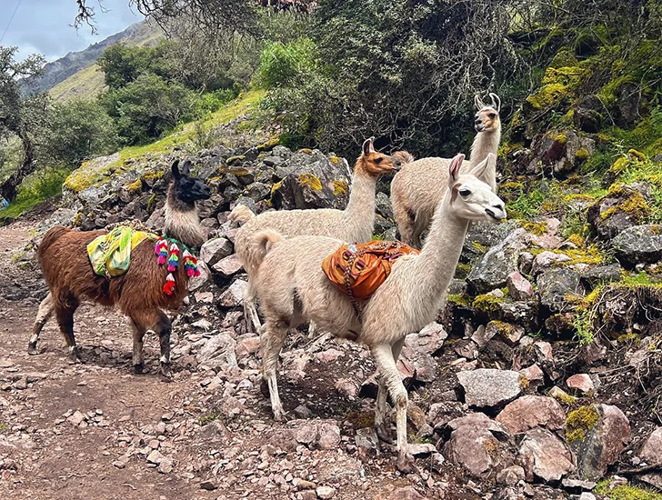 llamas-en-camino-lares-luxury-a-machu-picchu
