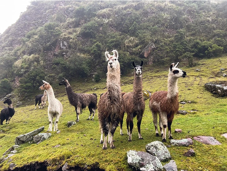 llamas-en-el-camino-lares-trek-4-dias-3-noches-cusco-peru