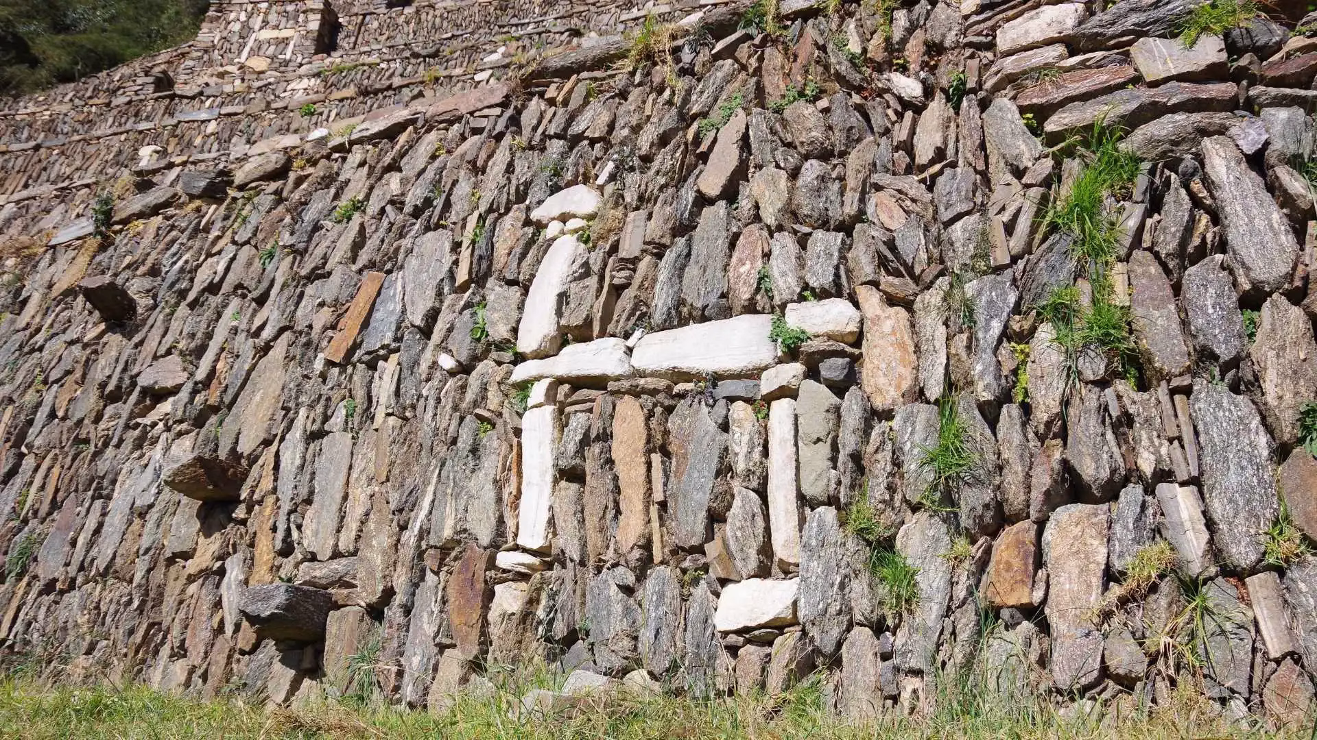 llamas-in-choquequirao
