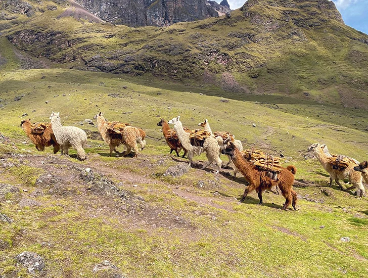 llamas-llevando-lena-lares-trek-4-dias-3-noches-cusco-peru