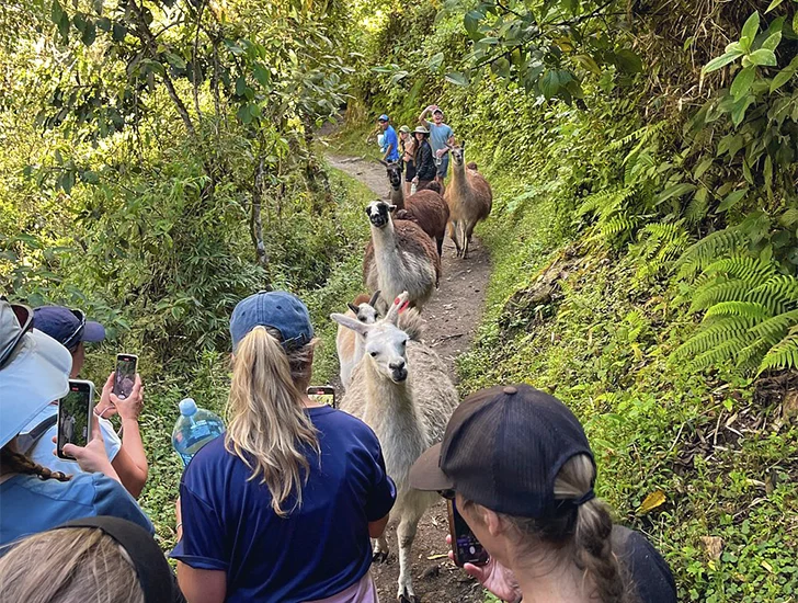 llamas-on-the-inca-trail-4-days-3-nights-cusco-peru.