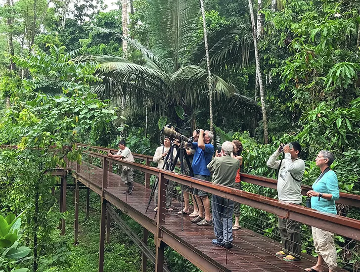 lodge-amazonico-parque-nacional-manu-tour-avistamiento-aves