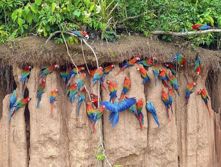 macaw-clay-lick-tambopata
