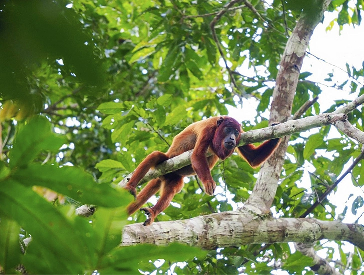 monkey-island-tambopata