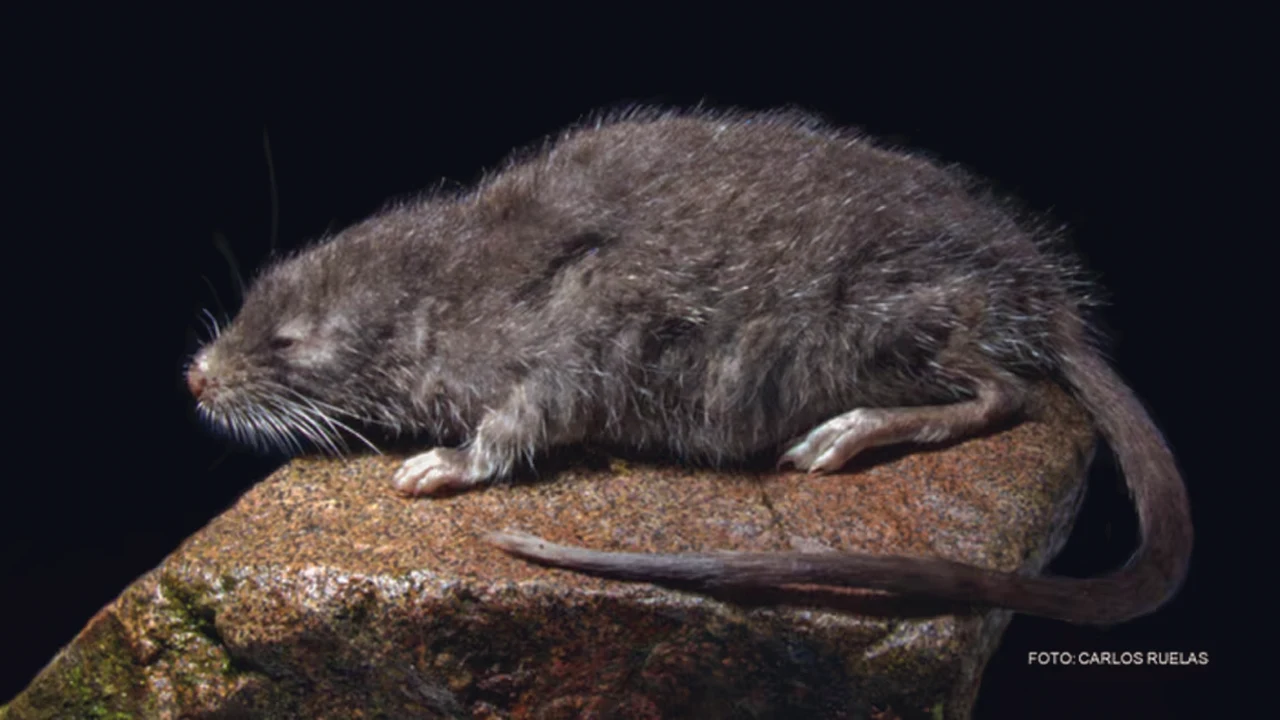 Semi-aquatic Andean rodent discovered in San Martín linked to species from Santuario Histórico de Machu Picchu.