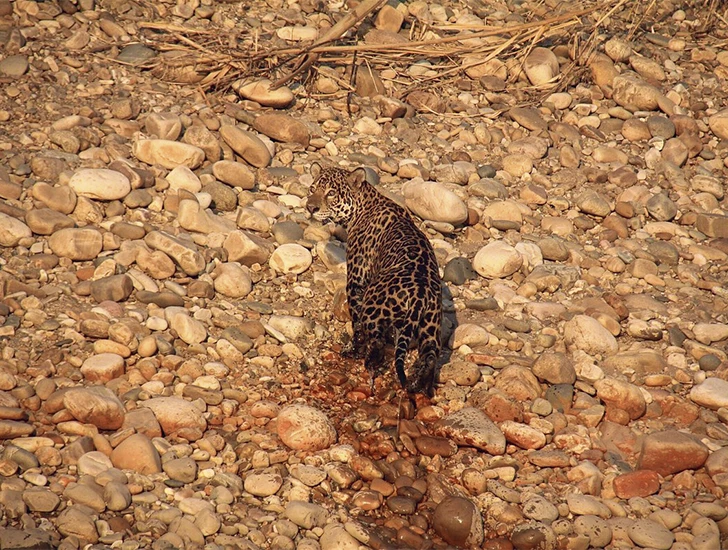otorongo-tambopata-jaguar-selva-peru