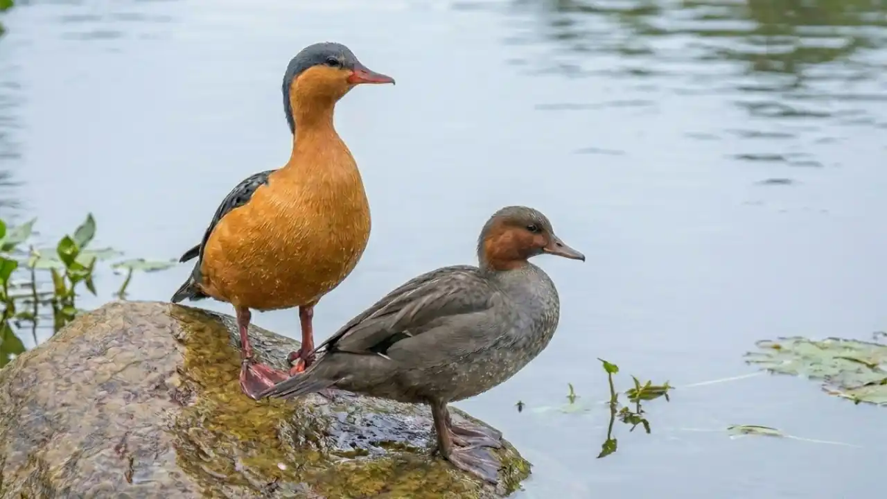 Pato Torrentero (Merganetta armata)
