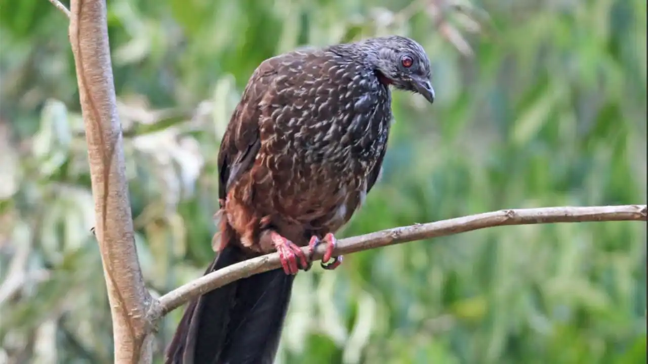 Pava Andina (Penelope montagnii)