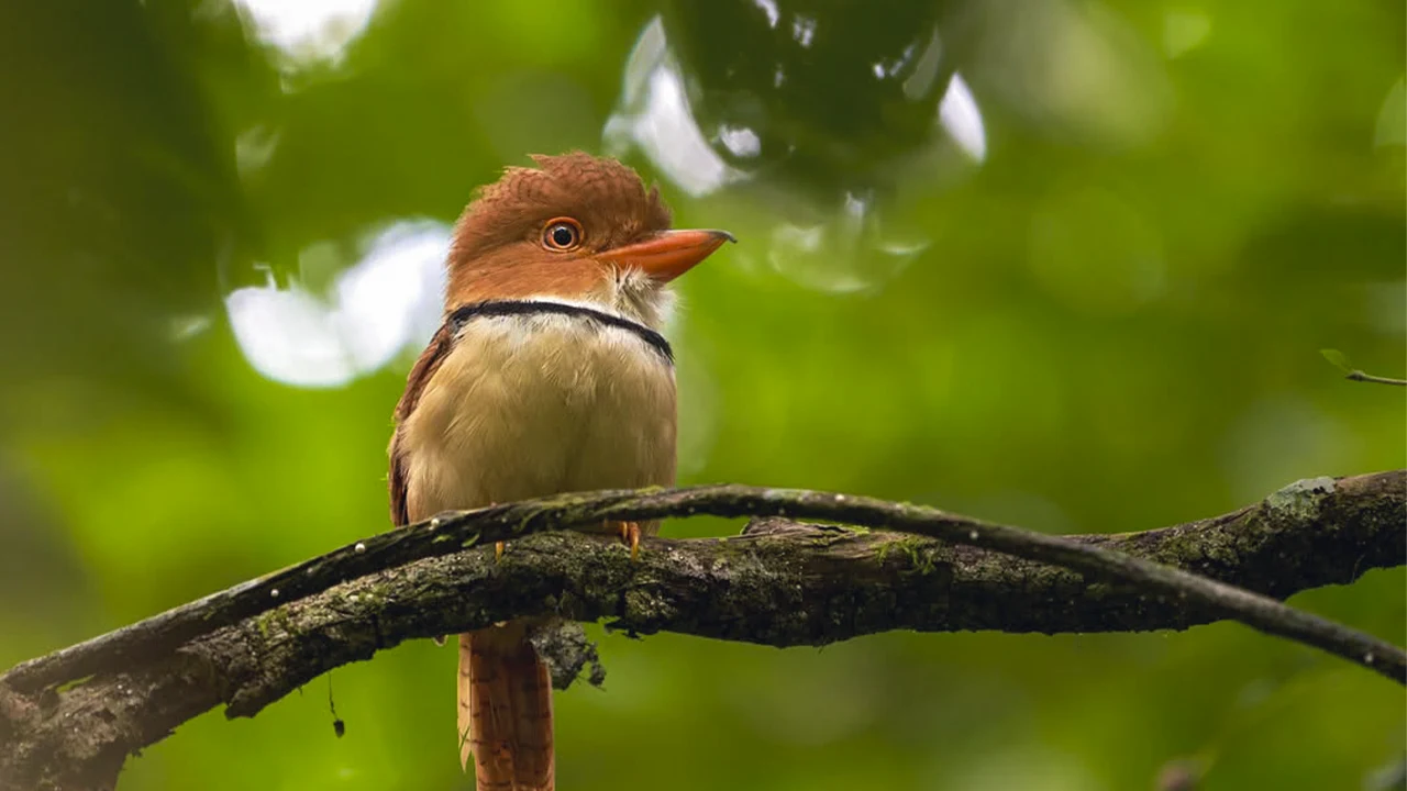 Observadores de aves registran especies en Perú durante el Global Big Day 2026