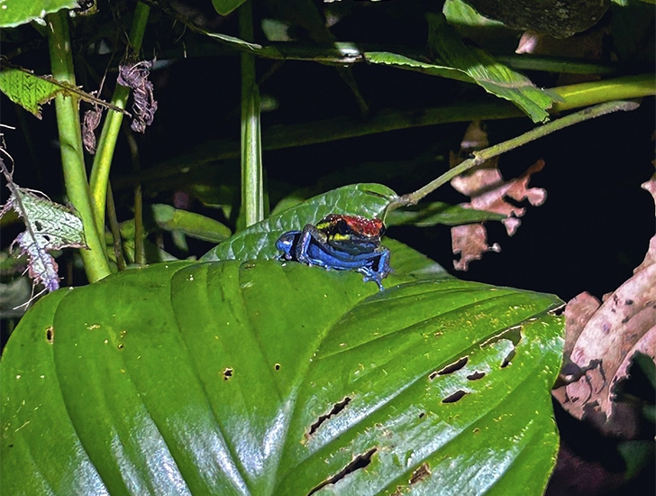poison-dart-frog-manu-national-park-amazon-tour