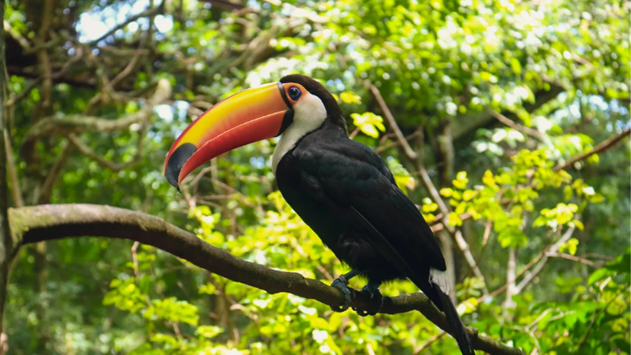 Pucallpa Zoo Doubled Visitors in 2025, Ranking Among Peru’s Most Popular