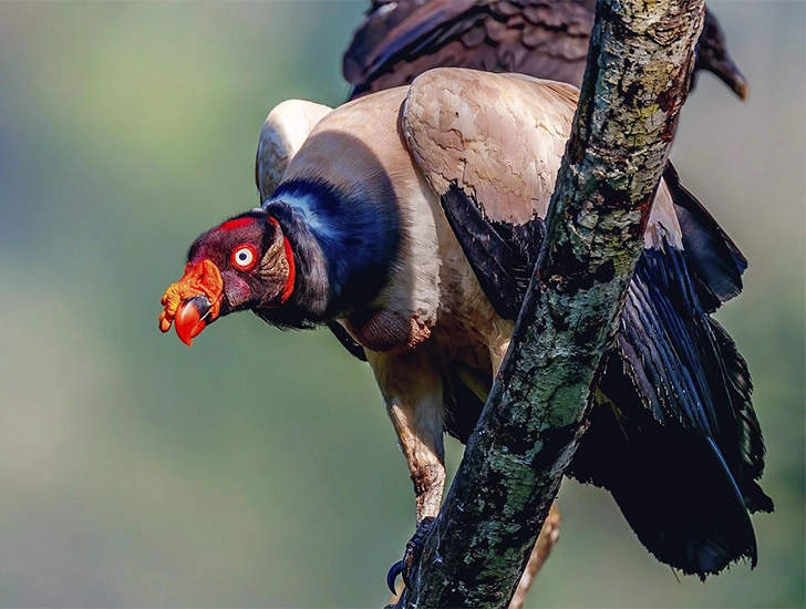 rey-de-los-gallinazos-parque-nacional-manu-tour-observacion-aves-3-dias-2-noches
