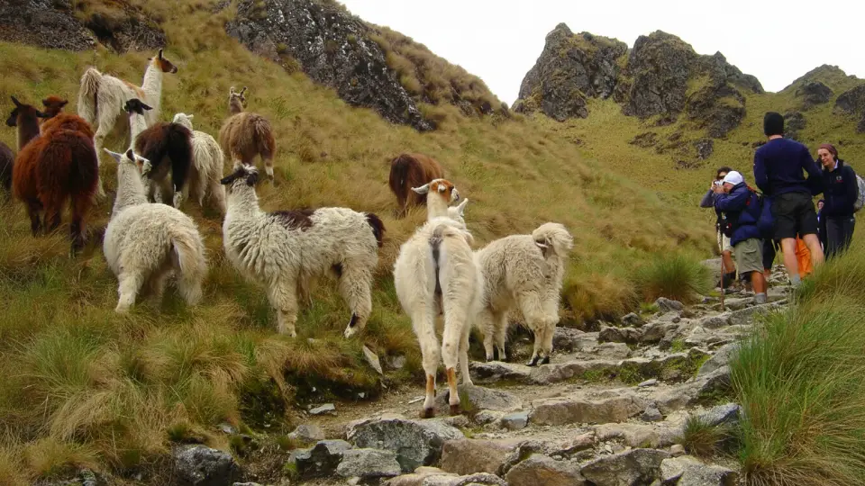 Llamas along the Inca Trail in their natural environment