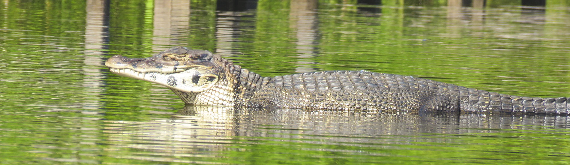 Tambopata and Manu Amazon tour in Peru, featuring rainforest wildlife and pristine natural reserves.