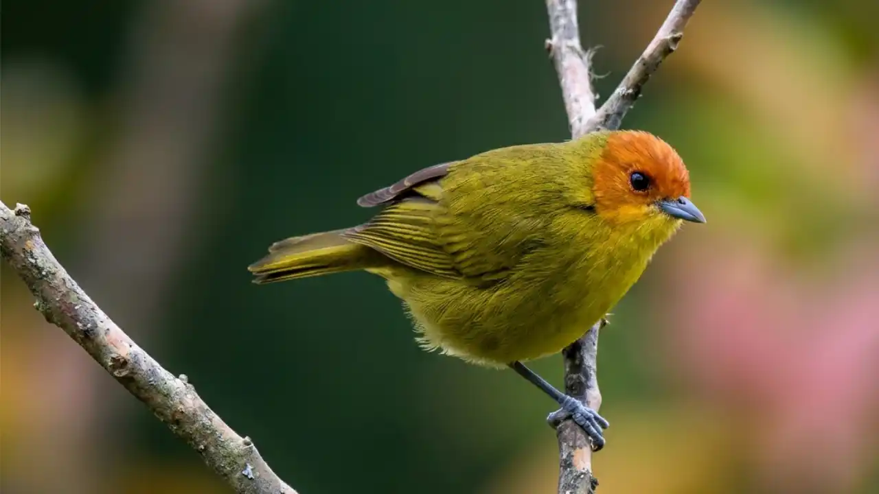Tangara Alisera (Thlypopsis ruficeps)