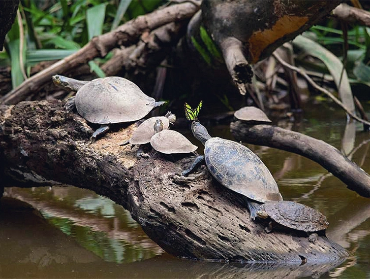 tortugas-amazonicas-tambopata-lago-sandoval