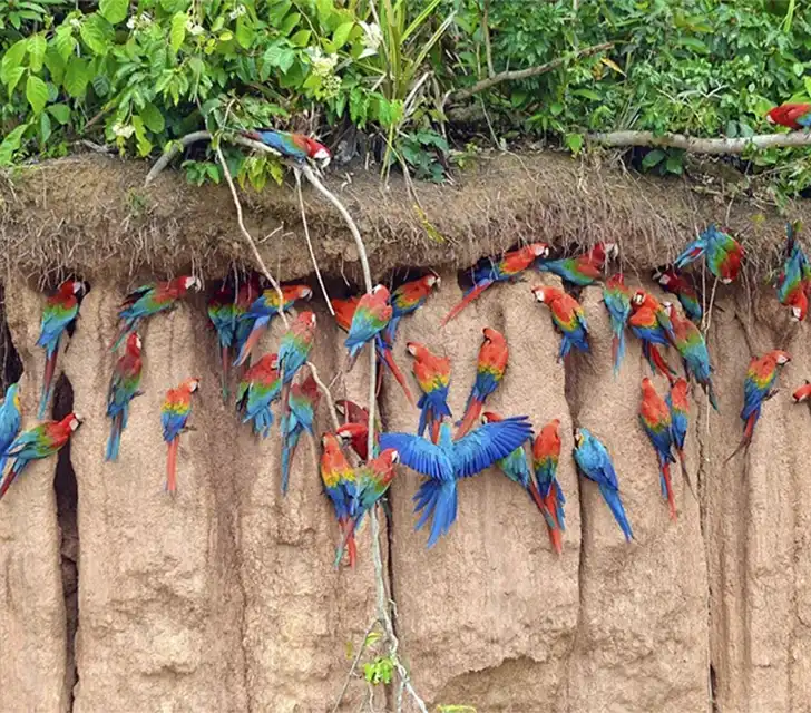 uacamayos volando sobre la selva amazónica de Tambopata, un espectáculo natural colorido