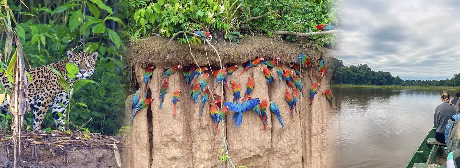 Tour a la selva peruana en Tambopata y Manu con Uros Expeditions, experiencia de avistamiento de aves y fauna endémica del Amazonas