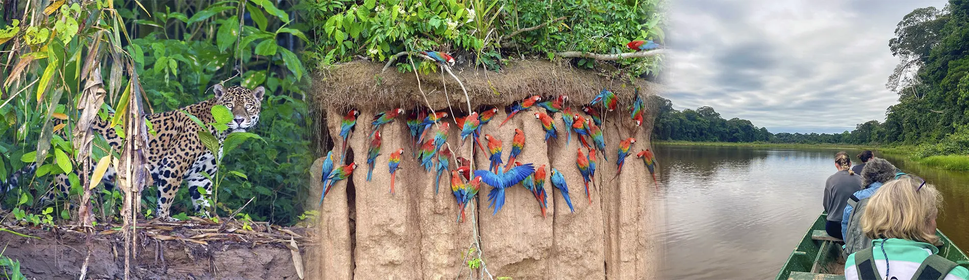 Tour a la selva peruana en Tambopata y Manu con Uros Expeditions, experiencia de avistamiento de aves y fauna endémica del Amazonas