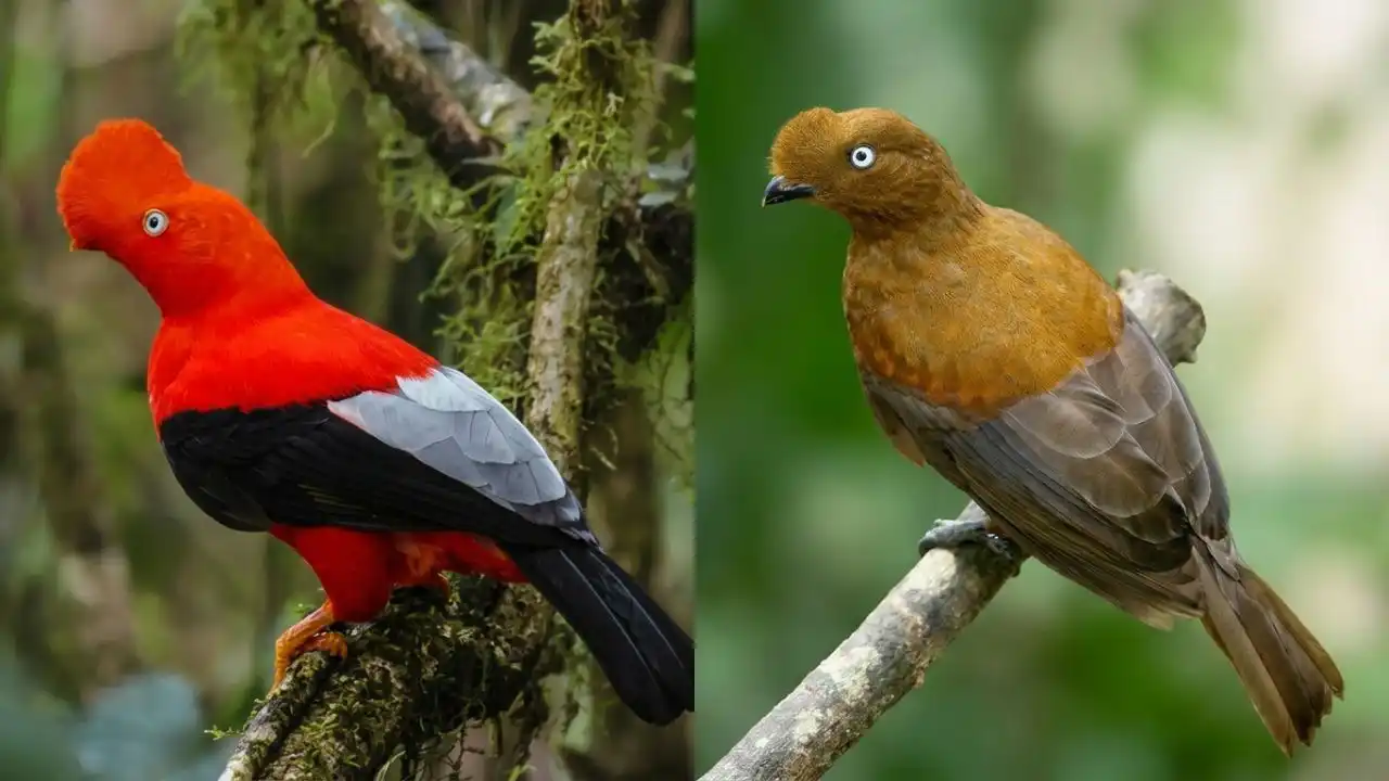 Gallito de las Rocas Andino (Rupicola peruvianus): macho y hembra.