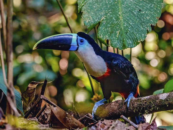 white-throated-toucan-manu-park-birdwatching-tour-3-days-2-nights