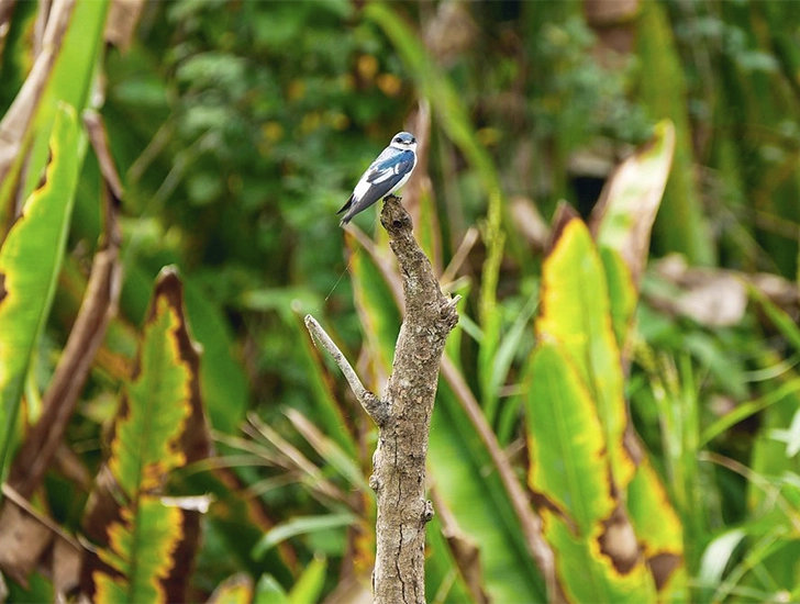 white-winged-swallow-manu-park-birdwatching-tour-3-days-2-nights